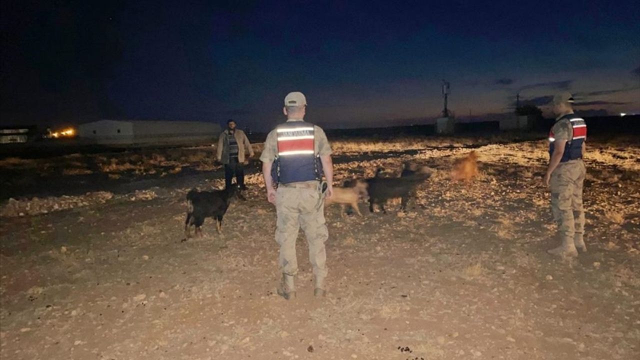 Kilis'te kaybolan küçükbaş hayvanları jandarma buldu