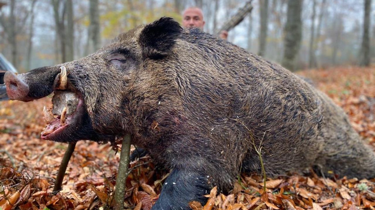 450 kiloluk dev domuz avlandı..!