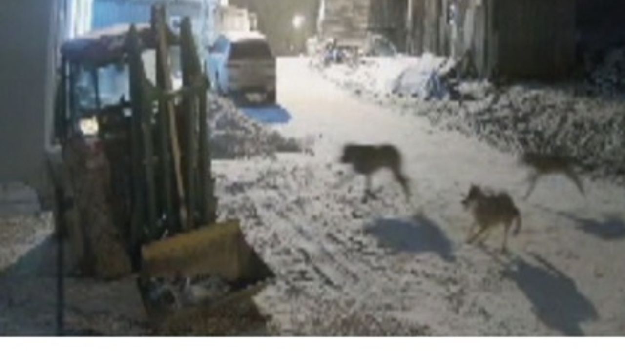 Kastamonu'da aç kalan kurtlar köye indi ve köpeklere saldırdı! (Videolu Haber)