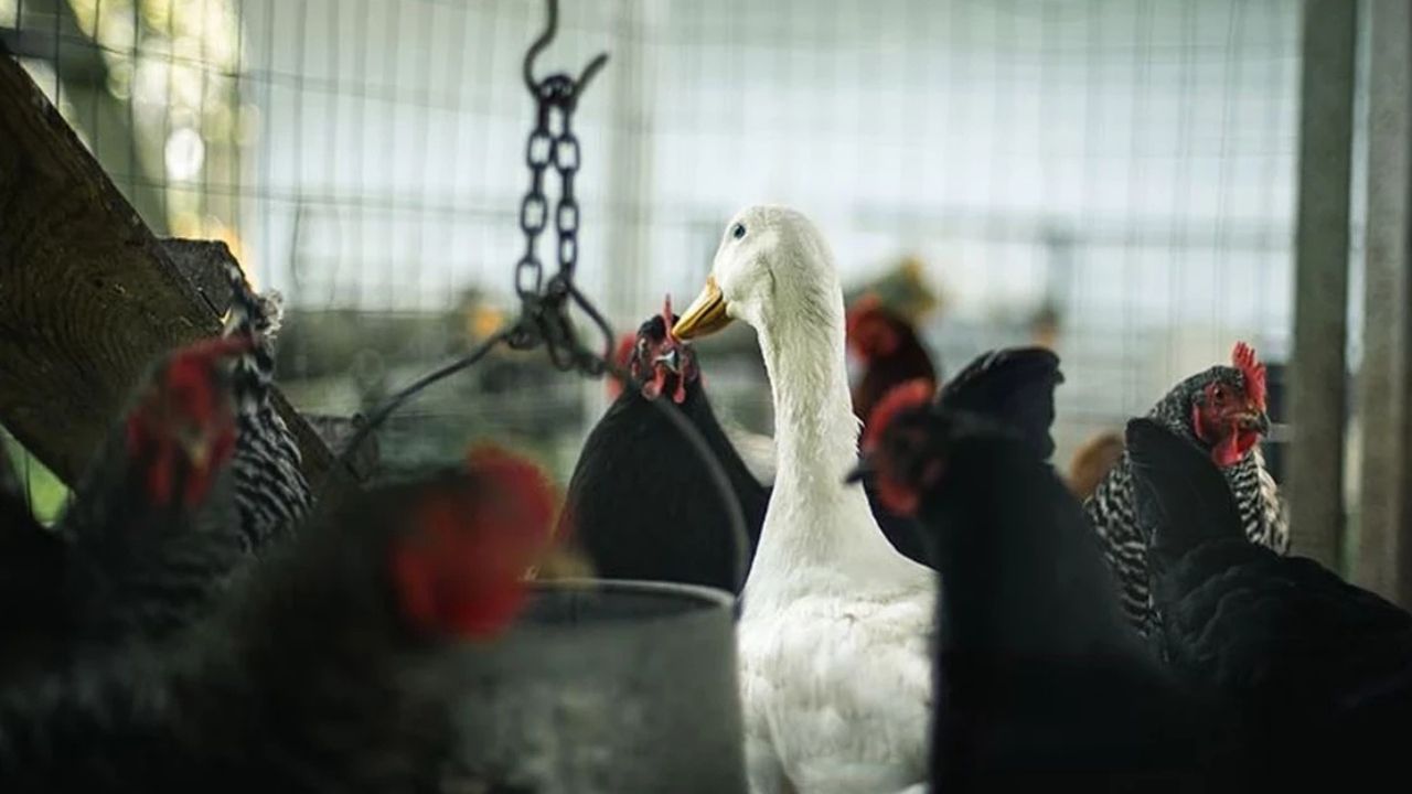 Almanya’da Kuş Gribi Krizi: 500 Binden Fazla Hayvan Telef Edildi, Vaka Sayısı Artıyor