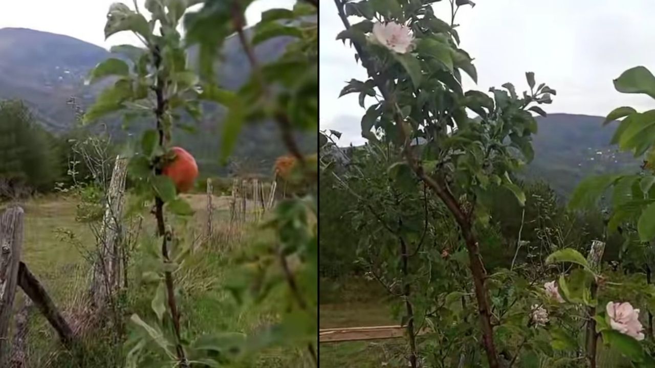 Doğa takvimi şaşırdı: Kastamonu’da ekim ayında çiçek açtı!