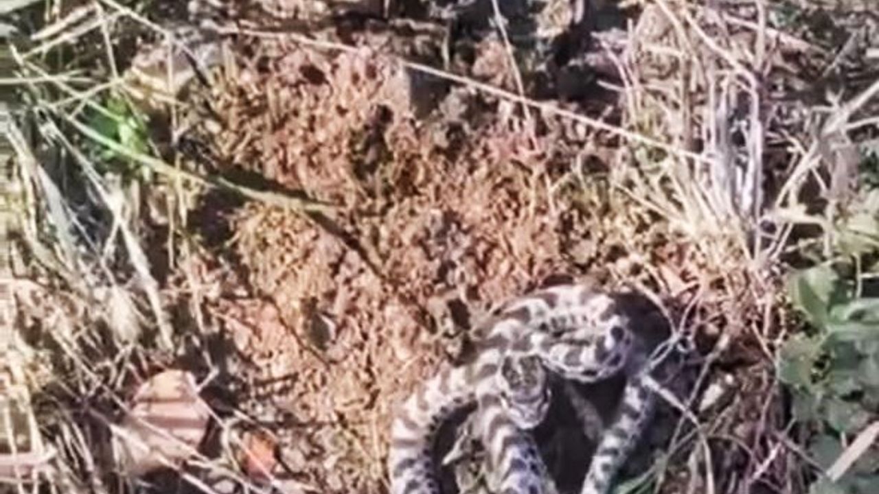 Kanlıca mantarı arıyordu, dünyanın en zehirli hayvanlarından biriyle karşılaştı!