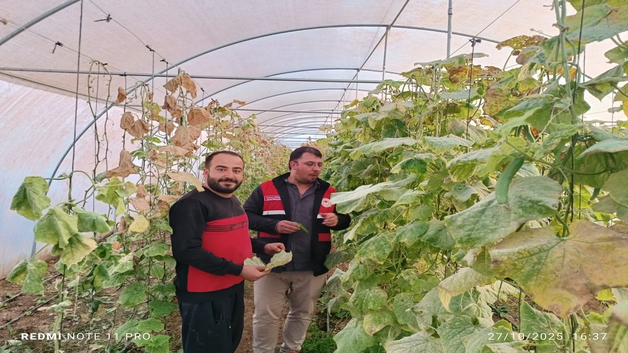 Kastamonu’da Sebze Üretim Alanlarında Saha Çalışmaları Yoğunlaştı