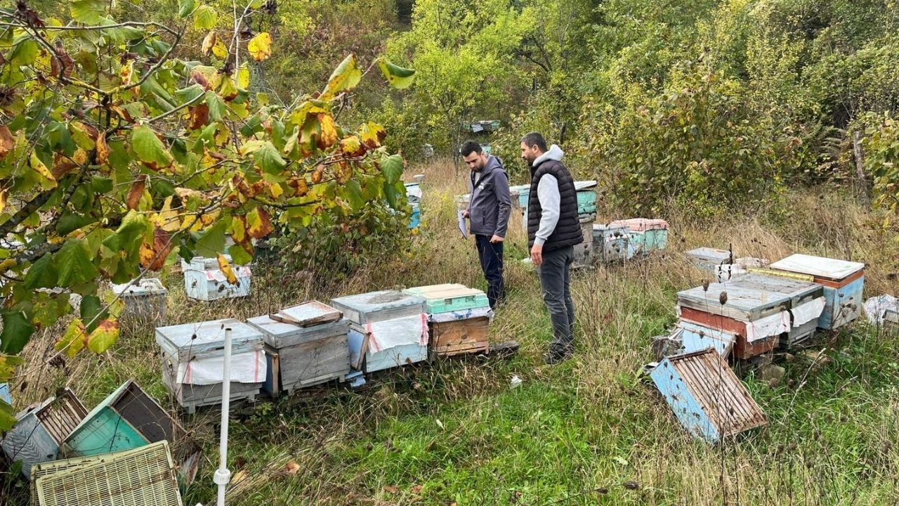 Kastamonu’da Arılı Kovanlar Tek Tek Kayda Alınıyor