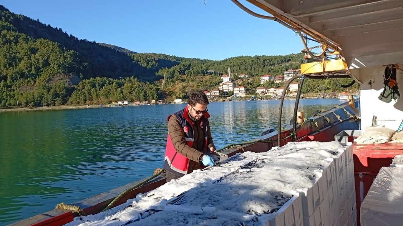 Kastamonu'da Tonlarca Hamsi Denetimden Geçti