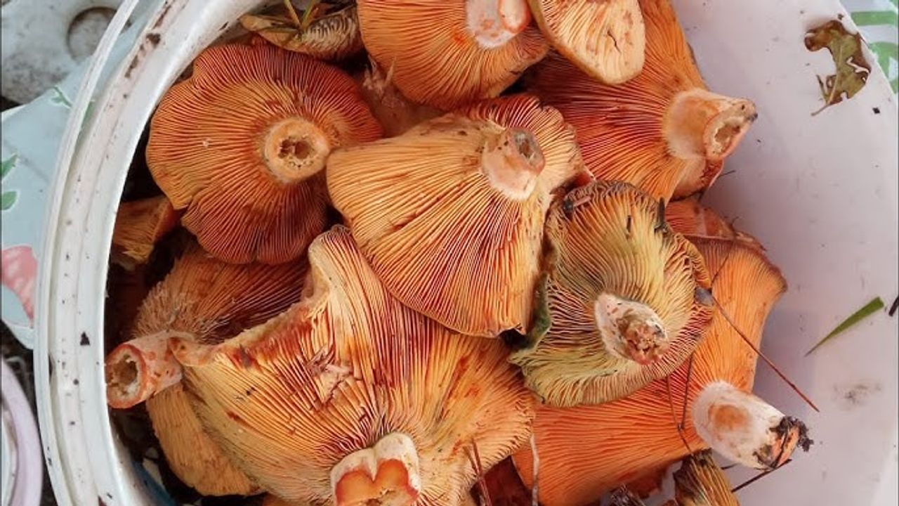 Kastamonu'nun ilçesinde kanlıca mantarı pazarı şenlendirdi