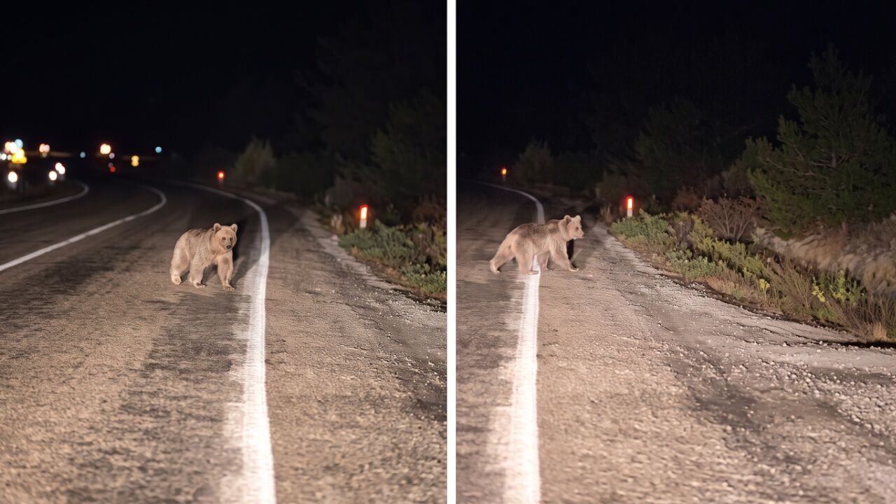 Hanönü'de ayı sürprizi! O anlar kameraya yansıdı
