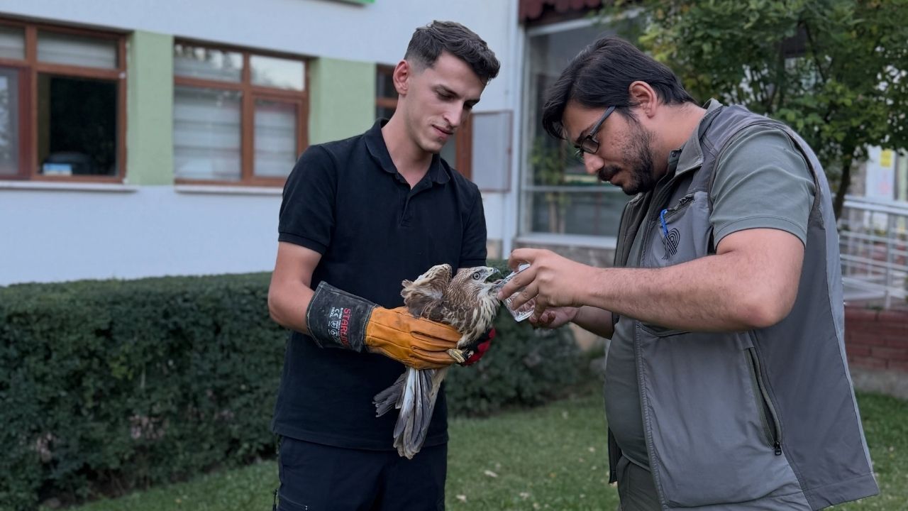 Kastamonu’da yaralı atmaca için ekipler harekete geçti