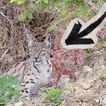 Kastamonu’nun yanı başında ‘ormanın hayaleti ’görüntülendi