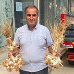Taşköprü Sarımsağında alarm zilleri!