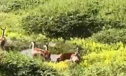 Kastamonu’da ceylan sürüsü görüntülendi