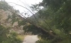 Devrilen ağaç yolu kapattı