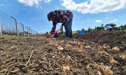Kastamonulu çiftçi, dünyanın en pahalı baharatını toprakla buluşturdu