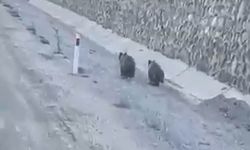 Yavru ayıların arabayla gülümseten yarışı