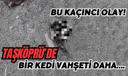 Bu kaçıncı olay! Taşköprü’de bir kedi vahşeti daha….