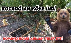 Kocaoğlan köye indi: Kovanlardaki arıları telef etti