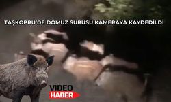 Taşköprü’de domuz sürüsü kameraya kaydedildi