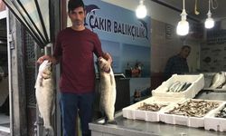 İnebolu'da 2 balık 13 bin 500 liraya satıldı..!