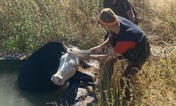 Havuza düşen ineğin yardımına orman işçileri koştu