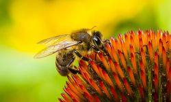 Küresel İklim Değişikliğine Arılar Bile Şaşırıyor!