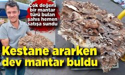 Ormanda kestane ararken çok değerli olan o dev mantarı buldu! Bakın kaç kilo..