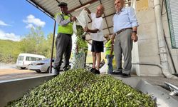 Antalya'da hasat edilen zeytinin sıkımına başlandı