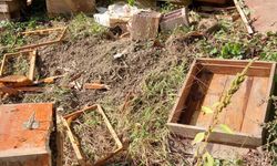 Düzce'de köye inen ayılar arı kovanlarına zarar verdi