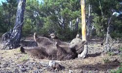 Kütahya’da boz ayının kaşınma keyfi fotokapanlarla görüntülendi