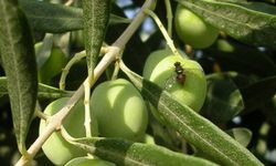 Bursa'da zeytin sineği ile 4. mücadele dönemi başladı
