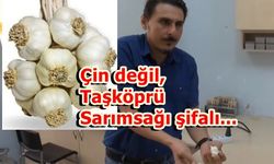 Taşköprü sarımsağı, Çin sarımsağından yüzde 100 daha etkili