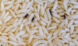 Pirinç böceklenirse sakın çöpe atmayın! Böceklenen pirincin içine atınca anında temizleniyor