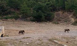 İzmir’de domuz sürüleri bu defa Balçova'da görüntülendi