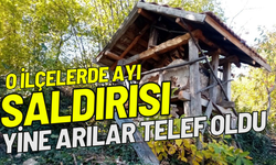 Kastamonu'da Ayı Saldırısı: Arıları Telef Etti!