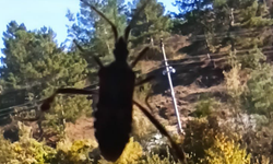 Kastamonu'yu Böcekler Bastı: Her yerden giriyorlar!
