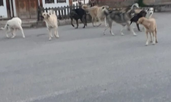 Kastamonu'daki ilçede sokak köpekleri insanları tedirgin ediyor!