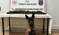 Tokat'ta 2 kilo 300 gram kubar esrar ele geçirildi