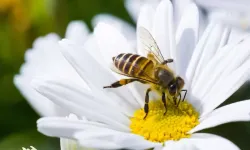 Rüyada arı görmek ne anlama gelir? Rüyanızda bal arısı mı gördünüz? Rüyanızda eşek arısı mı vardı?