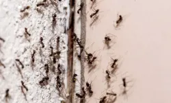 Bu yöntemler sayesinde evinizi karıncalar basmayacak!