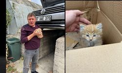 Minik kedi iki gün otomobilin motorunda yaşadı