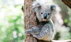 Rüyada koala görmek nedir? Rüyada koala görmek neye işaret?