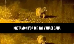 Kastamonu’da bir ayı vakası daha