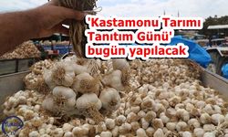 En güzel Taşköprü Sarımsağı yarışması bugün yapılacak