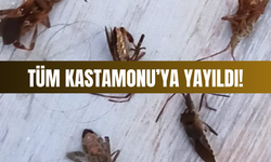 Tüm Kastamonu'ya yayıldı! Vatandaşlar çözüm istiyor!