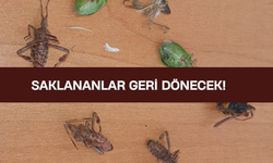 Kastamonu'da böcek kabusu: Saklananlar geri dönecek, vatandaşlar bıktı