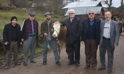 Boyabat'ta köy muhtarı huzurevi inşaatı için ineğini bağışladı