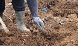 Giresun'da 80 dönüm araziye maviyemiş ve aronya fidanı dikiliyor