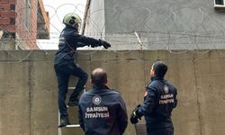 Samsun'da askeri alanda tellere takılan kediyi itfaiye ekipleri kurtardı