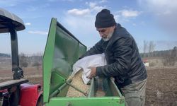 Kastamonu'da bulunan buğdayların atası toprakla buluştu