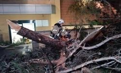 Hastane bahçesine devrilen ağaç, paniğe neden oldu!