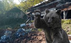 Kastamonu'da arıcılar, aç ayıların saldırmasından endişeli!